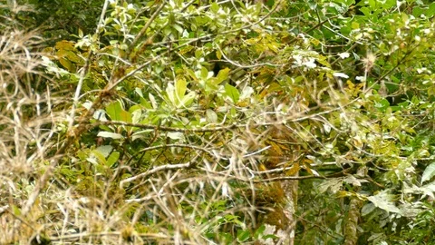 Well hidden endemic collared redstart bird in native Costa Rica Stock Footage 126808729