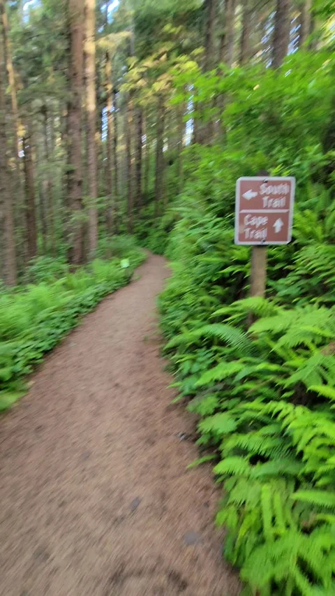 Well maintained forest trail with lash green moss, towards Cape Falcon, OR Stock Footage 323906850
