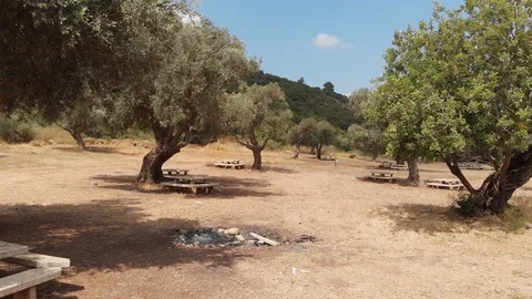 Well-maintained picnic area among olive trees. Stock Footage 113302367