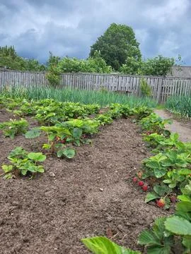 Well-maintained strawberry rows in open ground, private farm management Stock Photos