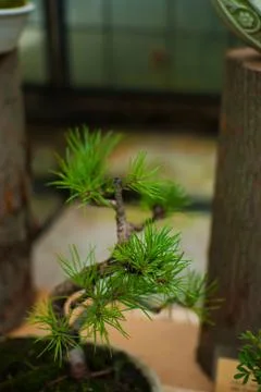 Well maintained tiny bonsai tree growing in the flowerpot. Stock Photos