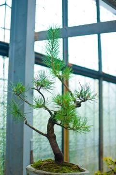 Well maintained tiny bonsai tree growing in the flowerpot. Stock Photos