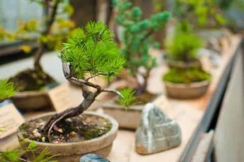 Well maintained tiny bonsai tree growing in the flowerpot. Stock Photos