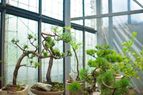 Well maintained tiny bonsai tree growing in the flowerpot. Foto stock