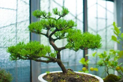 Well maintained tiny bonsai tree growing in the flowerpot. Stock Photos
