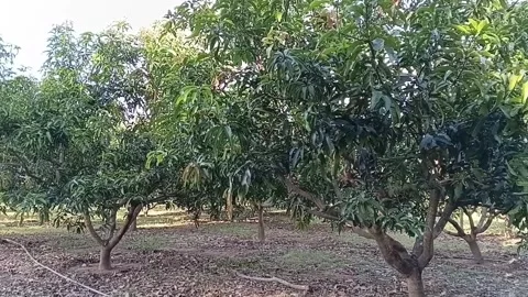 Well Maintained TJC Mango Orchard 動画素材 335275490