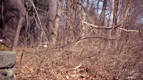 Well in a park Stock Footage 171687080