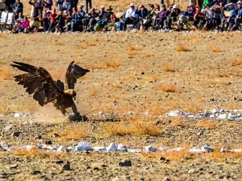 Well trained golden eagle attacks prey on the floor Stock Photos