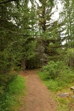 A well-trodden forest path winds its way into a dense forest among tall ced.. Stock Photos