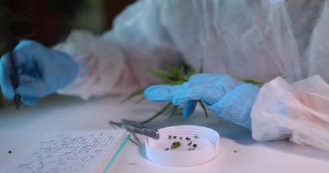 In a wellequipped laboratory, a scientist is meticulously analyzing various Stock Footage 285030349