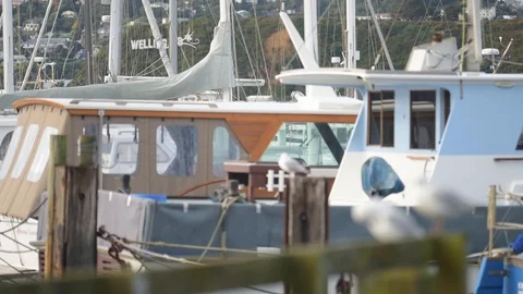 Wellington marina focus pull Stock Footage 113829091