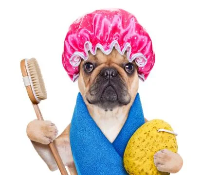 Wellness dog Stock-Fotos