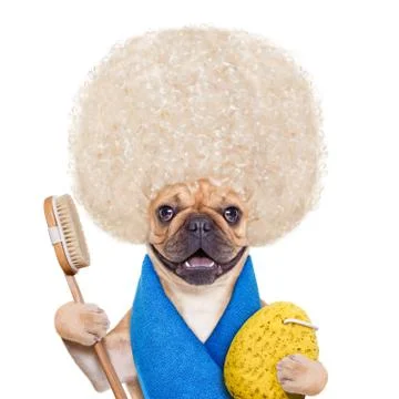 Wellness dog Stock Photos