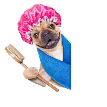 Wellness dog Foto stock