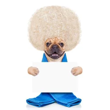 Wellness dog Stock-Fotos