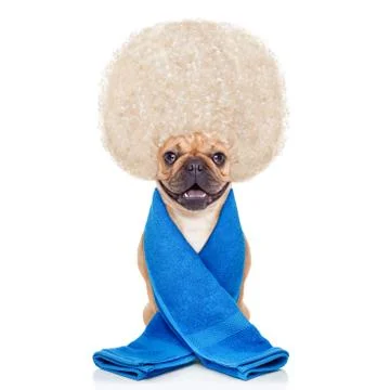Wellness dog Stock Photos