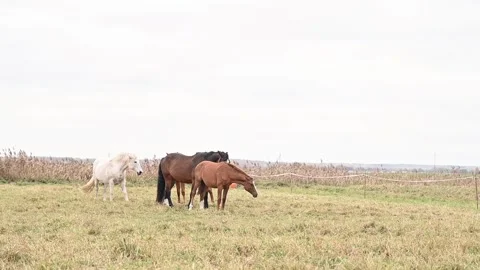 Wellness in horses is achieved through fresh pasture feeding and open movement Stock Footage 305651707