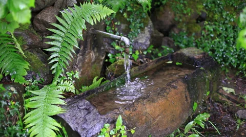 Wellspring in the forest Vidéo 38721928