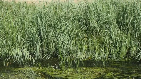 Welna River Video stock 40616723