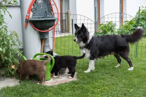 Welpen erkunden den Garten mit ihrer Mutter reinrassige Hundewelpen erkund... Stock Photos