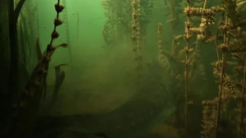 Wels catfish approaches camera with barbels extended then flees Stock Footage 346560613