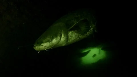 Wels catfish enters frame inside â dark submerged tunnel Stock Footage 319131242