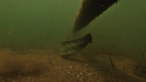 Wels catfish facing camera under an underwater pipe turns and joins six others Stock Footage 346560585