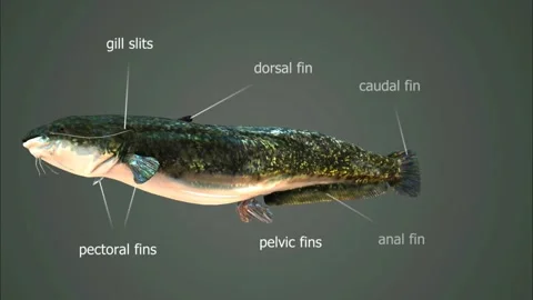 Wels catfish Video stock 288181134
