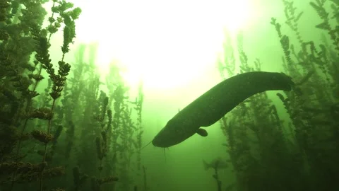 Wels catfish gliding through milfoil in a French lake Stock Footage 346560264