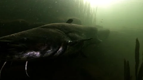 Wels catfish lying on a lake bed, tasting the camera with its sensory barbels Stock Footage 346560287