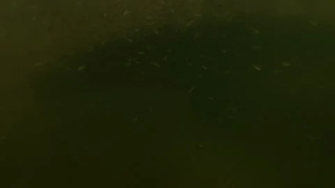 Wels catfish met inside a dark underwater tunnel, then a side attack Stock Footage 346559901