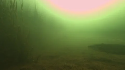 Wels catfish passes the camera then turns abruptly over a plant covered lake bed Stock Footage 346559426