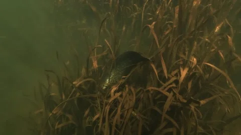 Wels catfish resting in daylight, head buried in weeds, tail above the plants Stock Footage 346560527