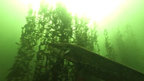 A wels catfish rests in midwater seen from a low angle then passes along the Stock Footage 346560681