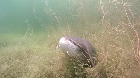 Wels catfish , Silurus glanis Stock Footage 56524914