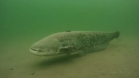 Wels catfish , Silurus glanis Stock Footage 56554662