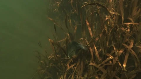 Wels catfish sleeping by day, head buried in weeds, tail above, seen from above Stock Footage 346560524