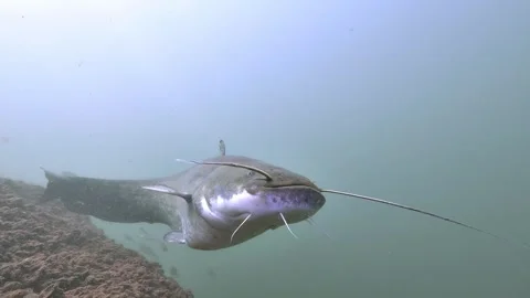 Wels catfish swims over the camera, white belly seen from below underwater Stock Footage 346560701