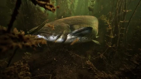 Wels catfish touches the camera with its barbels, then flees in a French lake Stock Footage 346560632