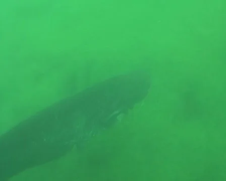 Wels (Germany) Stock Footage 1041848