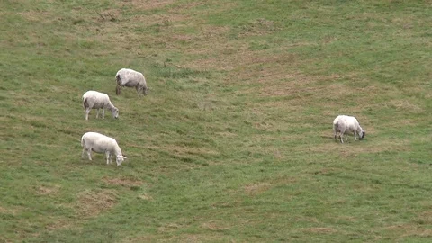Welsh Border Sheep Grazing Stock Footage 79507449
