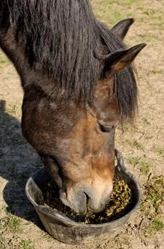 Welsh cob eating Stock Photos