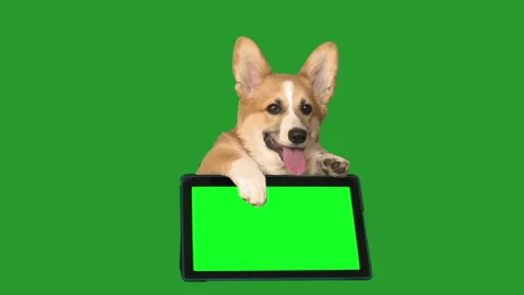 Welsh corgi and electronic tablet on a green screen Stock Footage 115424145