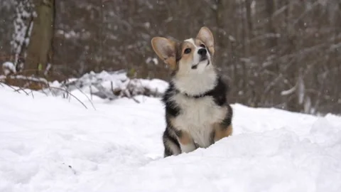 Welsh corgi and falling snow, slow motion Stock-Footage 100754752
