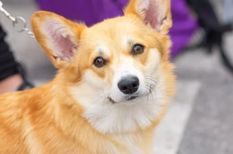 Welsh Corgi close-up Stock Photos