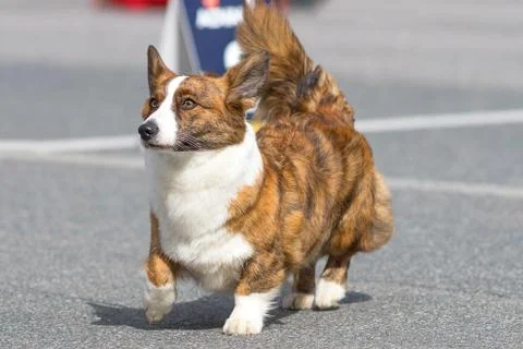 Welsh Corgi close-up Stock Photos