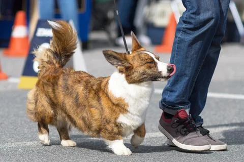 Welsh Corgi close-up Stock Photos