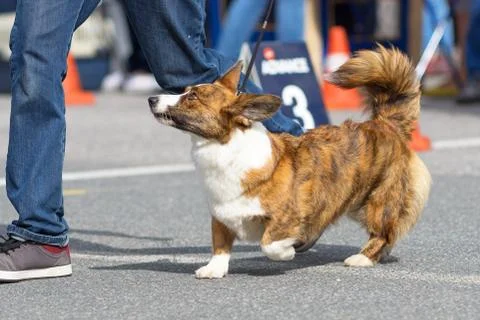 Welsh Corgi close-up Stock Photos