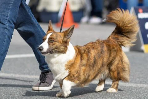 Welsh Corgi close-up Stock Photos