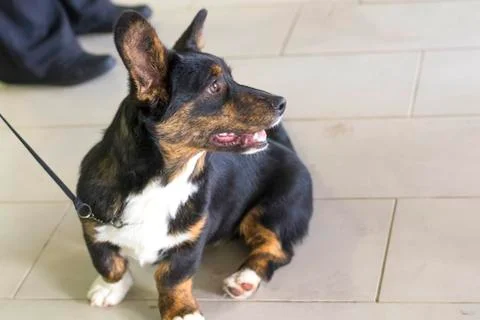 Welsh Corgi close-up Foto stock